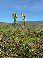 yellow-orchid2